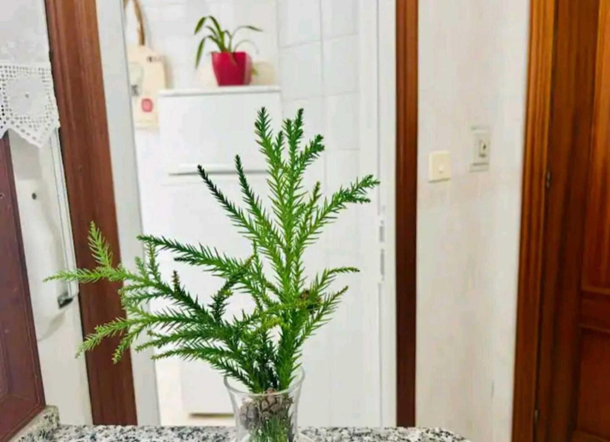 Apartamento Holibai, Andurina, Piso Vintage, Centrico, Acepta Mascotas, Baiona Exterior foto